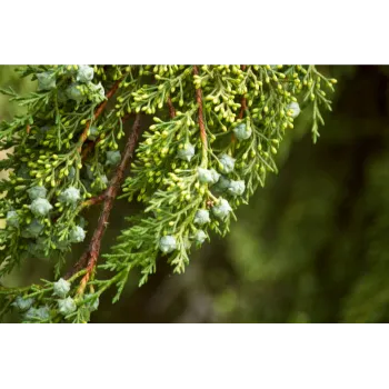 Natural Sandalwood Plants